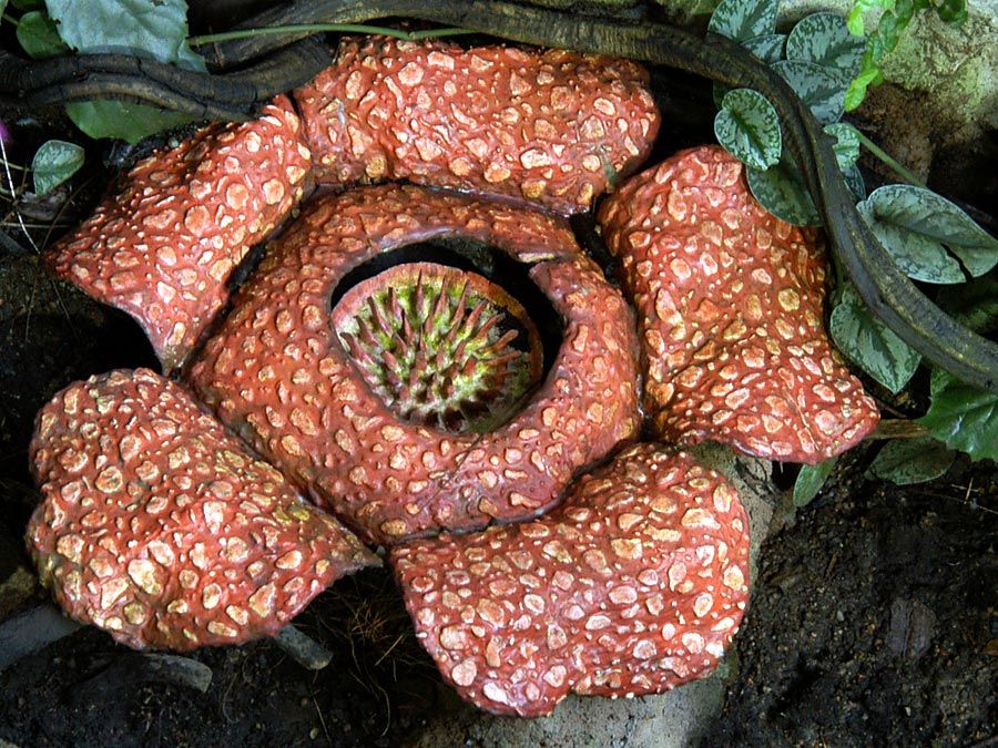 I am a Parasitic Flower