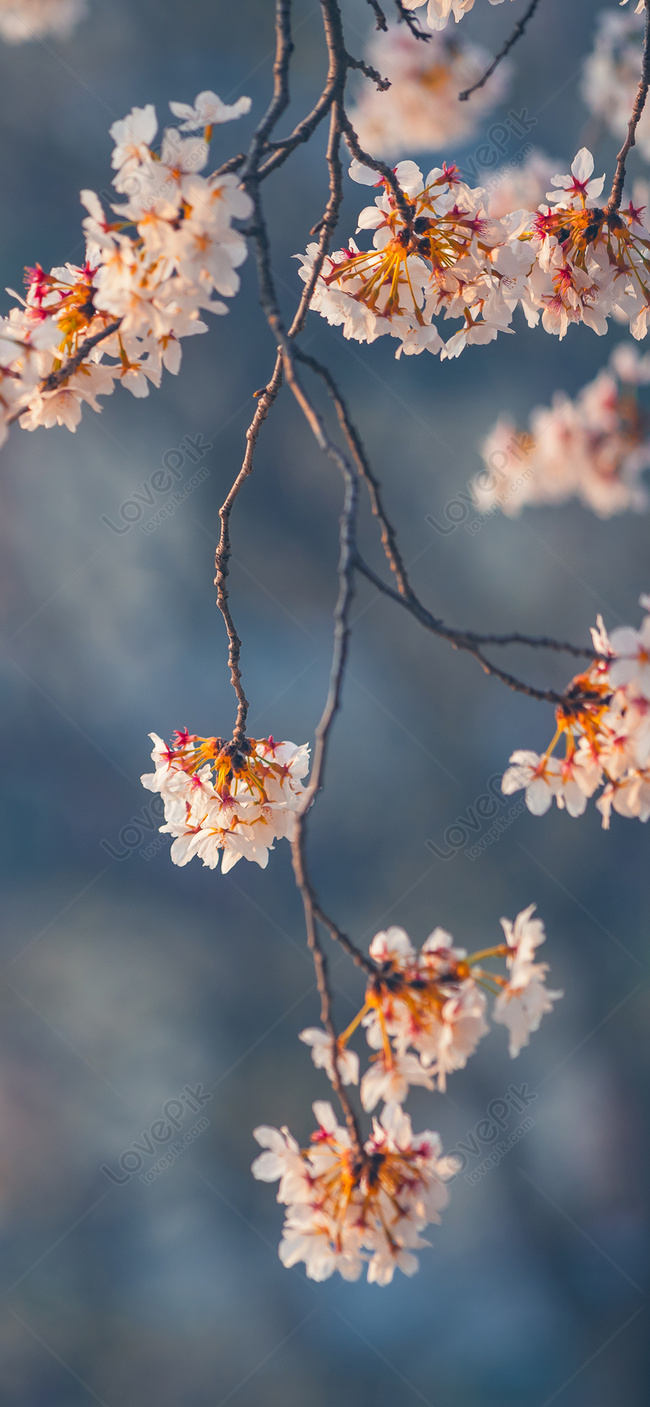 Peach Blossom Collection