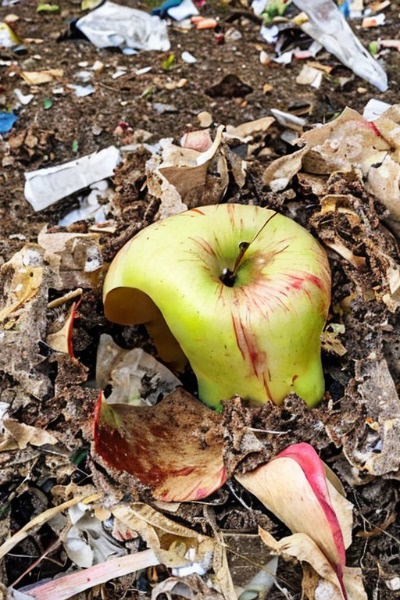 The Discarded, Half-Eaten Apple Core New Life