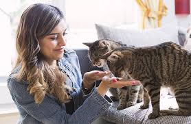 Daily Life Appreciated By Cats