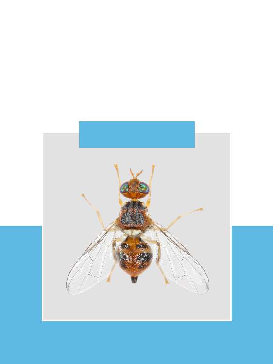 ذبابة ثمار الزيتون