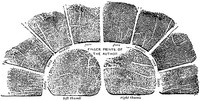 Finger prints