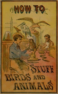 How to stuff birds and animals