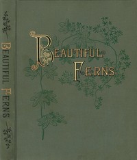 Beautiful Ferns