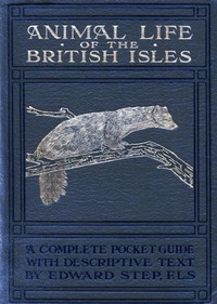 Animal life of the British Isles
