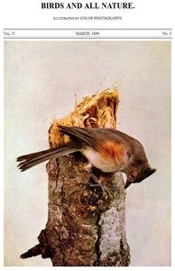 Birds and All Nature, Vol. 5, No. 3, March 1899  Illustrated by Color Photography