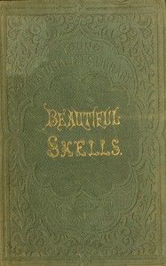 Beautiful shells