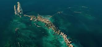 I have a Dragon Island