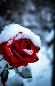 Rose with Snow