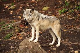 The Canis Lycaon
