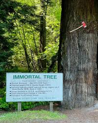 Immortal Tree