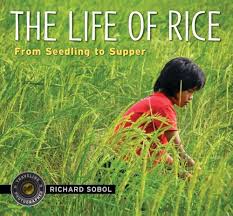 The Rice Seedling That Grew Well
